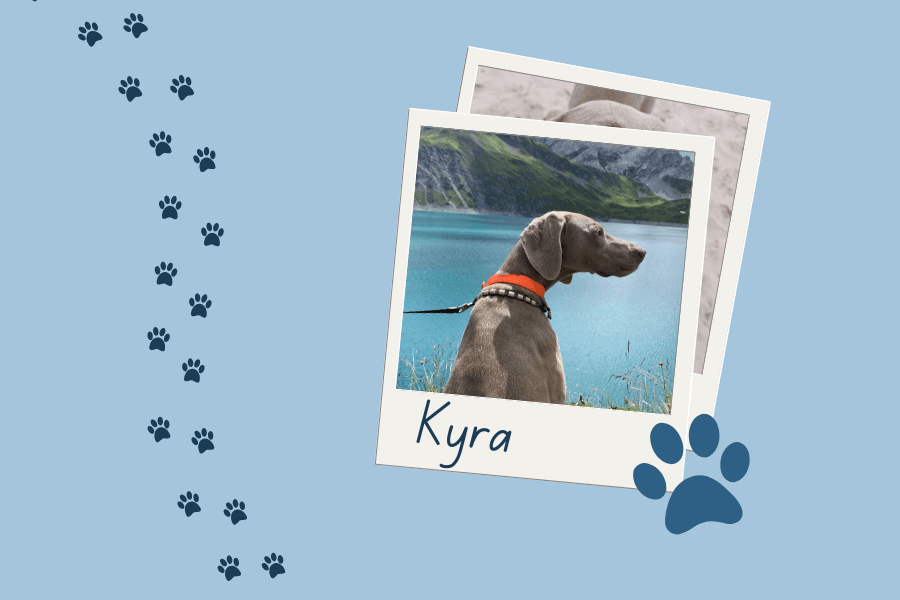 Lernen Sie das neueste Mitglied unseres Teams kennen... Bürohund Kyra